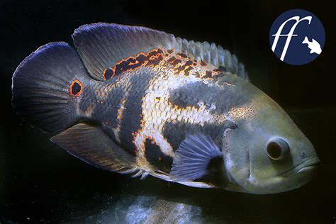 花豬混養|美洲慈鯛: Astronotus ocellatus地圖魚／地圖花豬